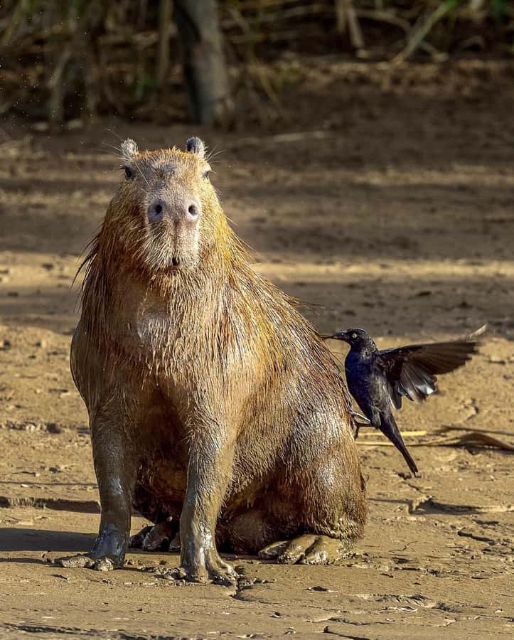 From Cusco: 4 Day Puerto Maldonado Sandoval Lake Excursion - What the $430 price really covers