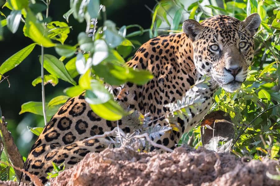 From Cusco: 4 Day Puerto Maldonado Sandoval Lake Excursion - Lodge comfort, food, and the cleaning question
