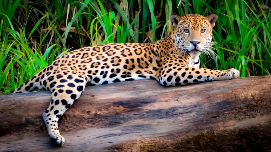 From Cusco: 4 Day Puerto Maldonado Sandoval Lake Excursion - Night one: lodge trails, monkeys, and glowing eyes
