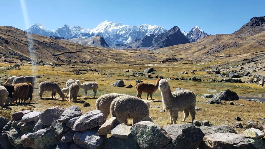 From Cusco: 7 Lakes of Ausangate Full Day Tour - Who should book this day trip?