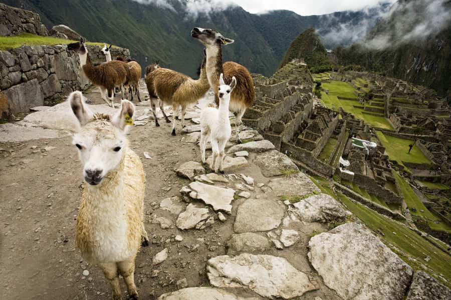 From Cusco: Machu Picchu Private Day Trip on Panoramic Train - Entering Machu Picchu with a private guide