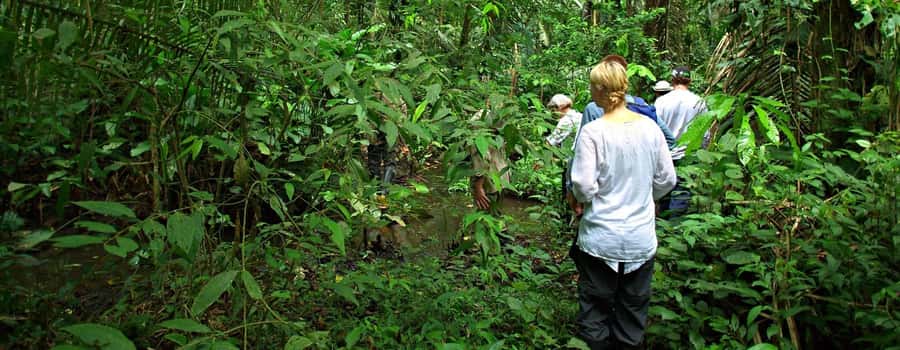 From Cusco: Manu National Park 3 Day Tour - Cloud forest lunch and the cock-of-the-rock