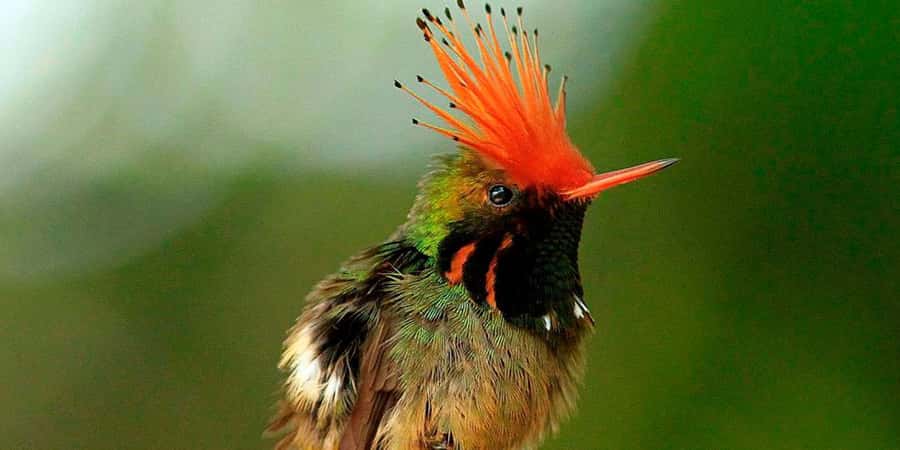 From Cusco: Manu National Park Tour & Accommodation 3 Days - Why this three-day route works from Cusco