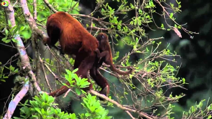 From Cusco: Manu National Park Tour & Accommodation 3 Days - Basic hostel lodging and the practical side of comfort