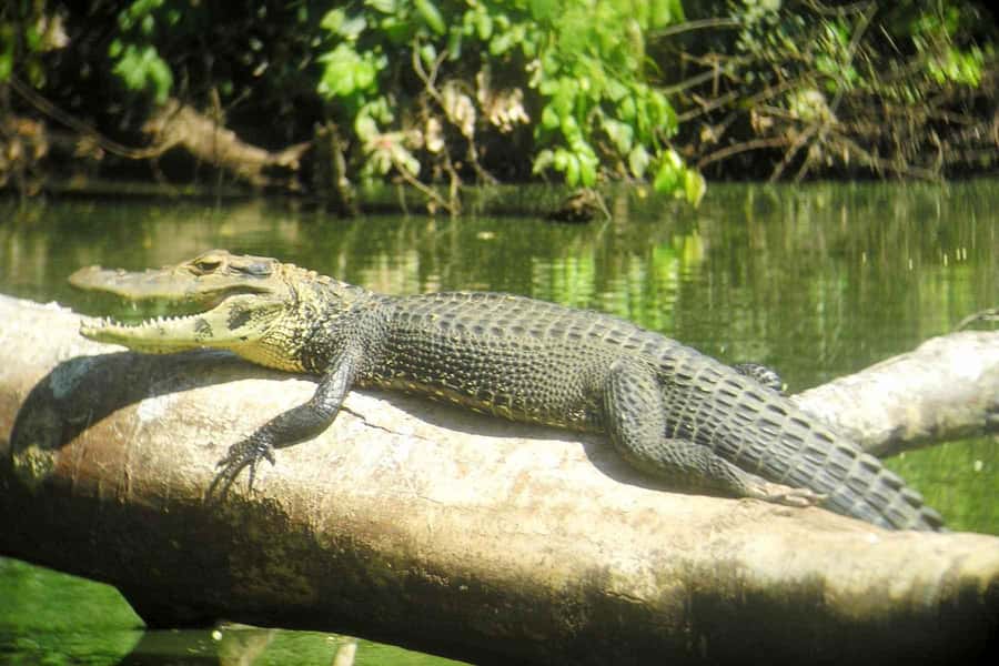 From Cusco: Manu National Park Tour & Accommodation 3 Days - Day two: river travel and Machuhuasi Oxbow Lake