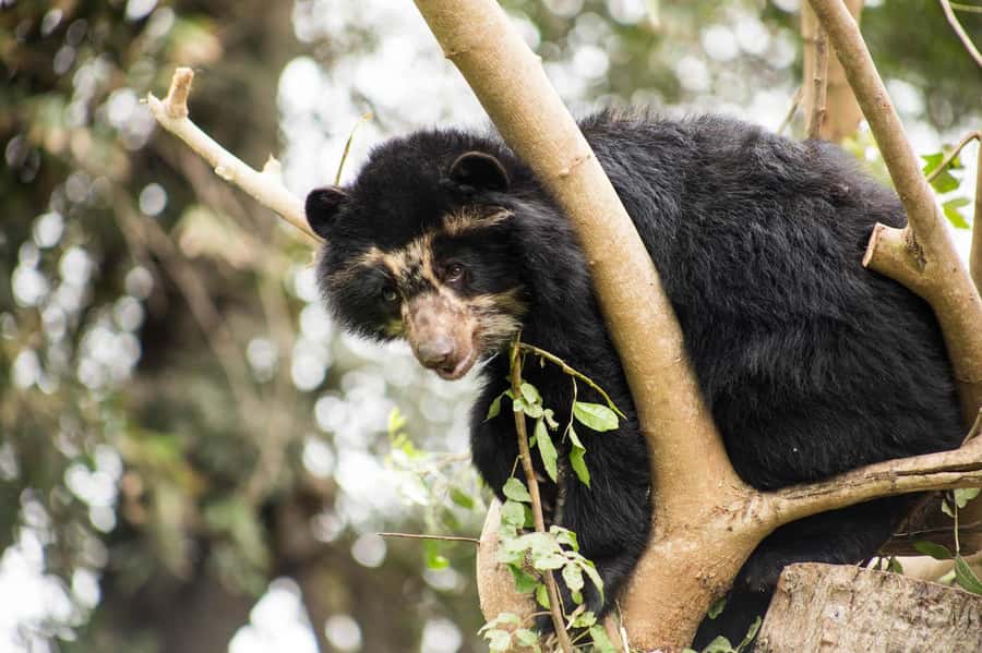 From Cusco: Manu National Park Tour & Accommodation 3 Days - Day three: medicinal plants and the road back to Cusco