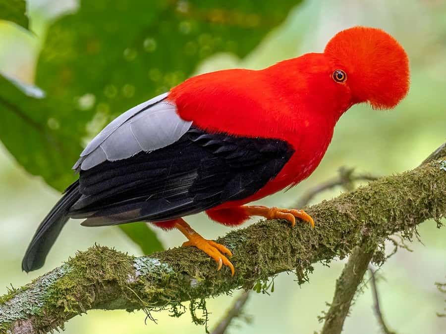 From Cusco: Manu National Park Tour & Accommodation 3 Days - Guides, group size, and the quality of the experience