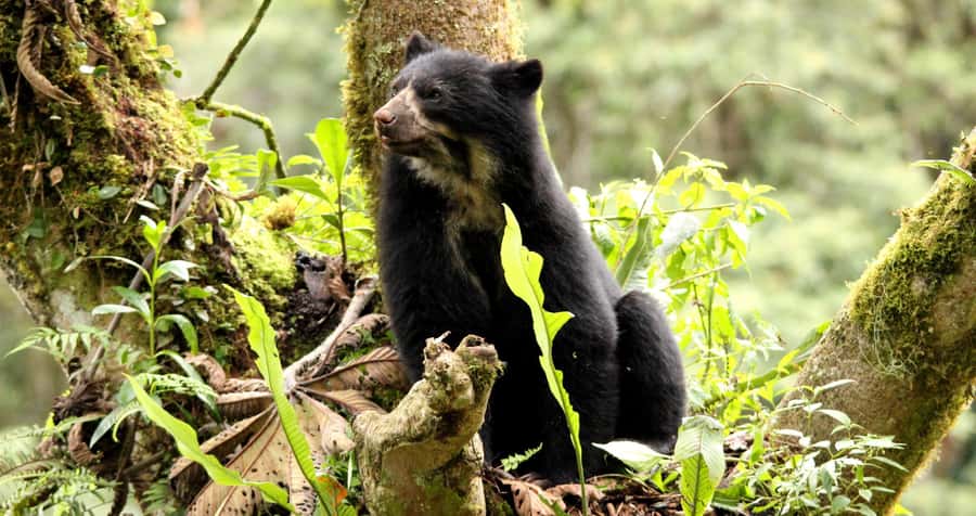 From Cusco: Manu National Park Tour & Accommodation 3 Days - Should you book the Manu three-day tour?