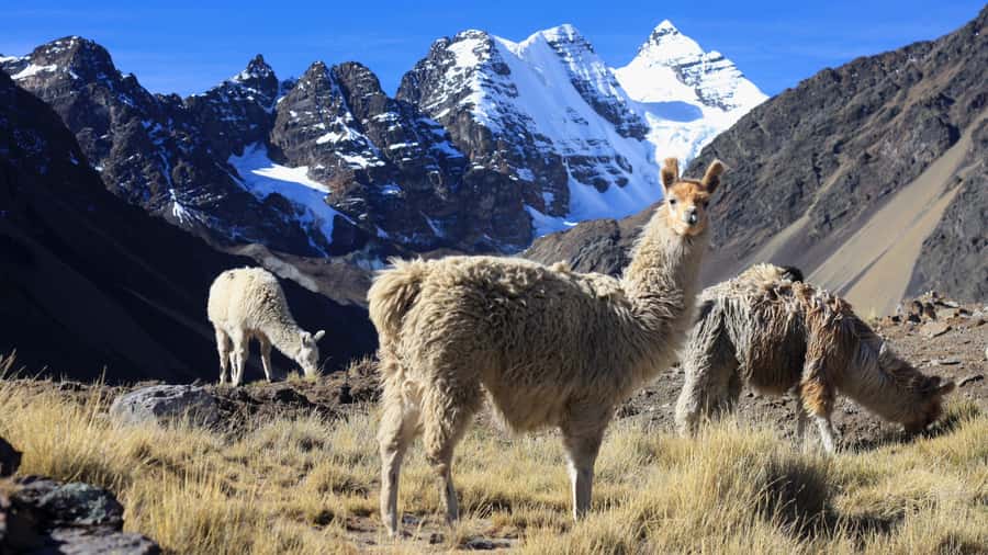 From Cusco: Rainbow Mountain Trek - Starting at 4,326 meters in Quesiuno