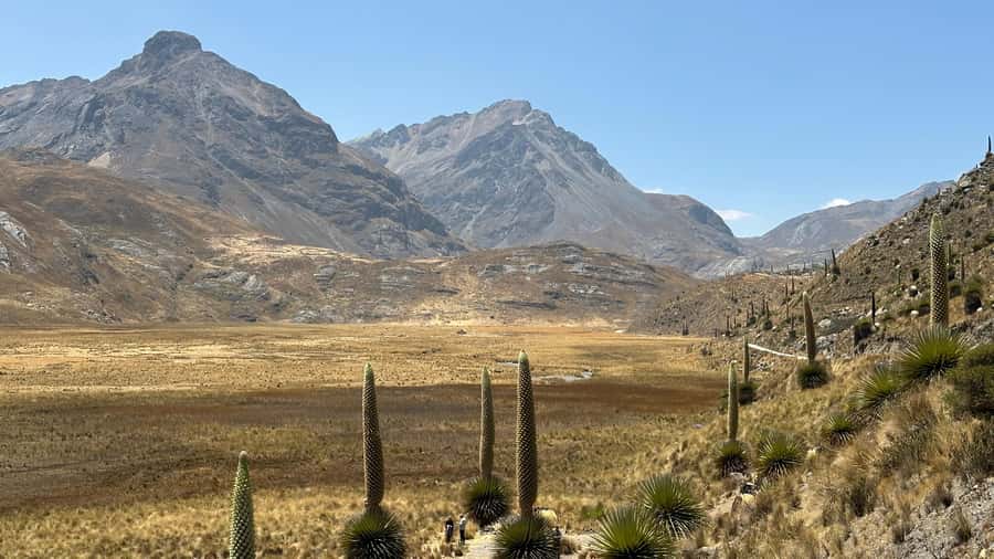 From Huaraz: Tour to the Pastoruri Glacier and Puya Raimondi - Pato Cocha Lake and its wild ducks