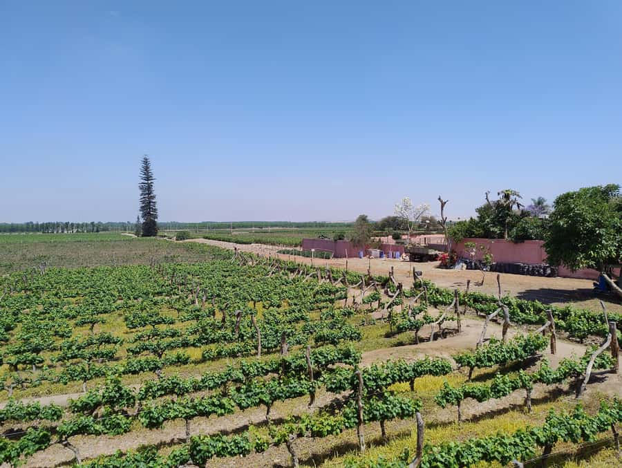 From Ica or Huacachina: Tour to Tacama Vineyard and Artisanal Winery. - Why this Ica wine tour is worth your afternoon