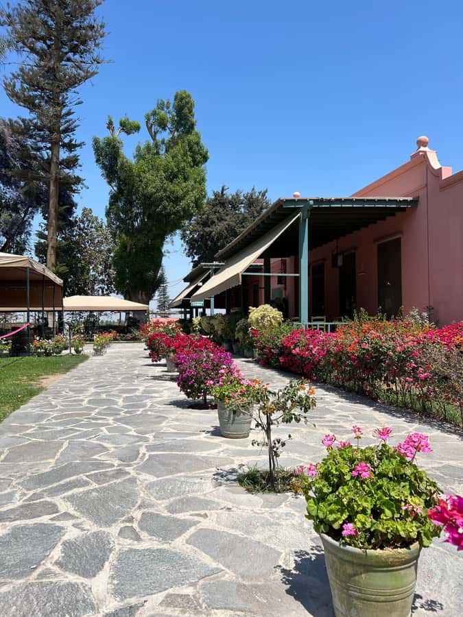 From Ica or Huacachina: Tour to Tacama Vineyard and Artisanal Winery. - Lunch and old cellars at Cutur Pisco