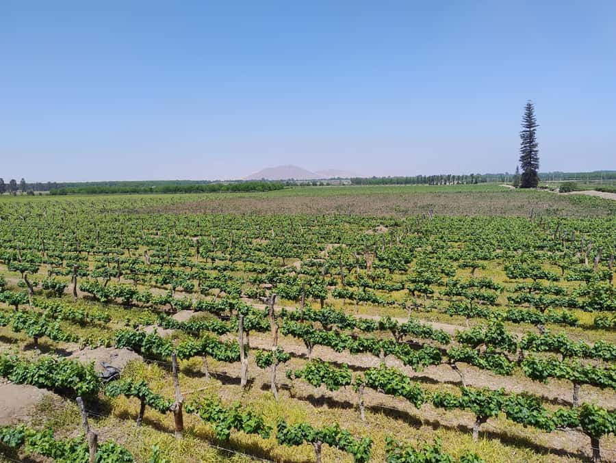 From Ica or Huacachina: Tour to Tacama Vineyard and Artisanal Winery. - Starting at Tacama, South America’s oldest winery