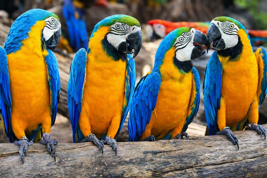 From Iquitos: 3-Day Amazon Jungle Adventure Trip - Day 2: Sunrise birds and piranha fishing on the Amazon
