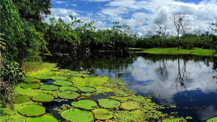 From Iquitos: Full day tour in the Peruvian jungle - Traditional Lunch at the Lodge