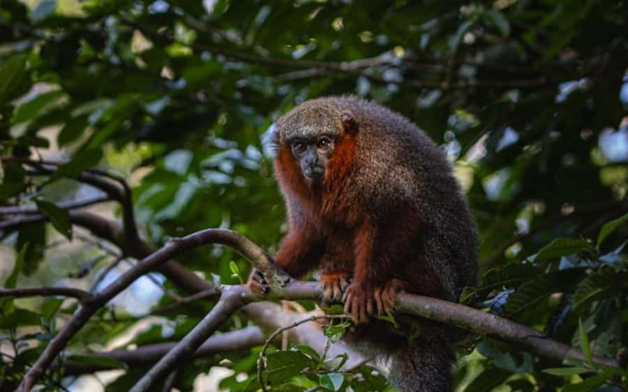 From Iquitos: Full day tour in the Peruvian jungle - Timing, Comfort, and What to Pack