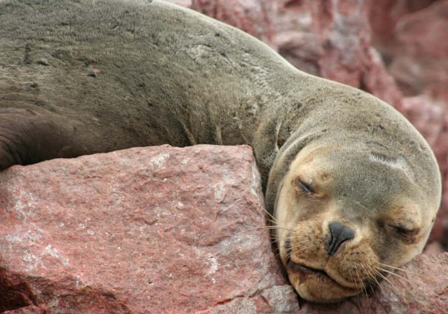 From Lima 2 days 1 night, Ballestas,Huacachina & Nazca lines - Ica winery, lunch, and a useful question to ask