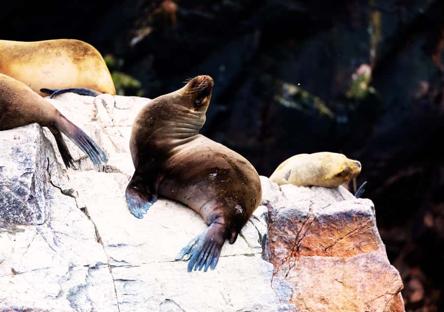 From Lima 2 days 1 night, Ballestas,Huacachina & Nazca lines - The 30-minute Nazca Lines flight