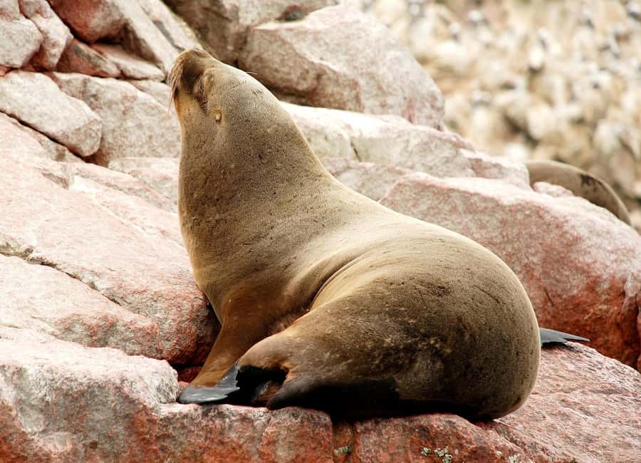 From Lima: Ballestas Islands and Huacachina Sunset Day Trip - Five things to know before you go