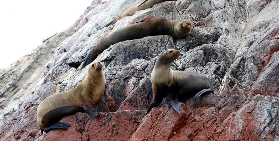 From Lima: Ballestas Islands and Huacachina Sunset Day Trip - Pisco tasting: a short cultural stop