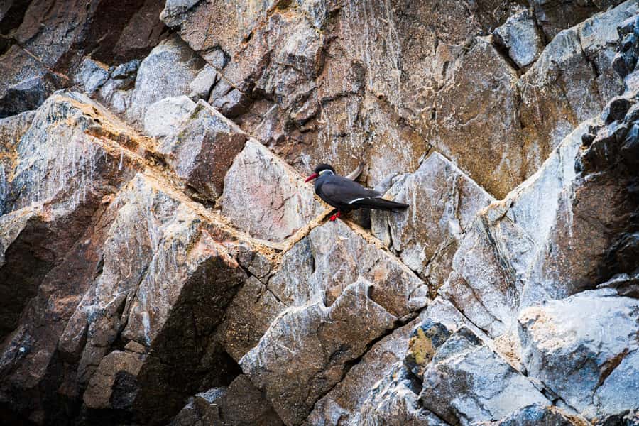 From Lima: Ballestas Islands, Huacachina, and Vineyard Tour - Timing, comfort, and practical preparation