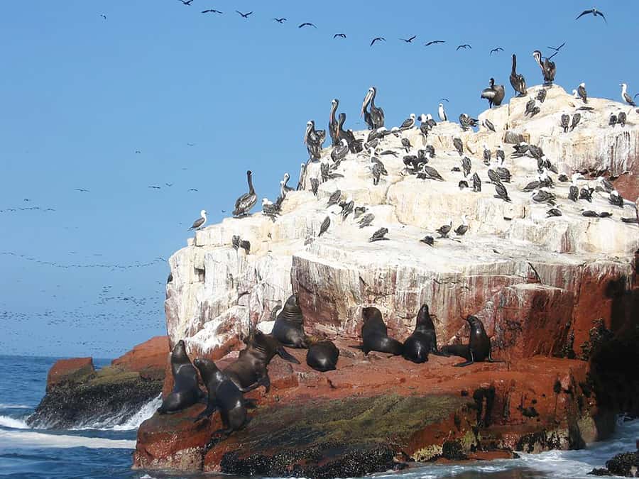 From Lima: Ballestas Islands, Huacachina, and Vineyard Tour - Who will enjoy this Lima day trip most?