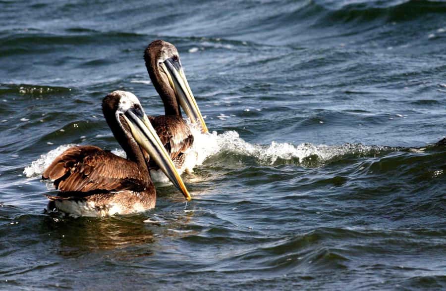 From Lima: Paracas and Huacachina Day Trip with Buggy Ride - The Day in Five Useful Points