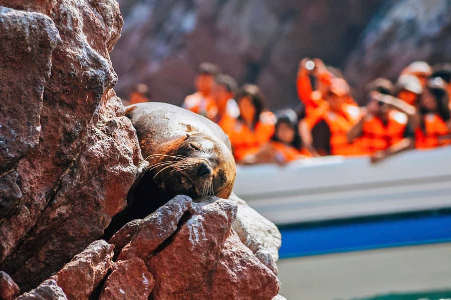 From Lima: Paracas and Huacachina Oasis Full Day Guided Tour - Ballestas Islands: Peru’s wildlife morning