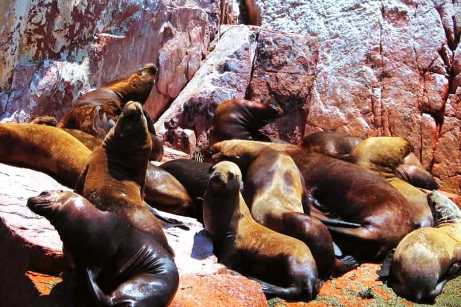 From Lima:Paracas Ballestas Islands and Ica Oasis 1 day Tour - One long day from Lima to Peru’s southern coast