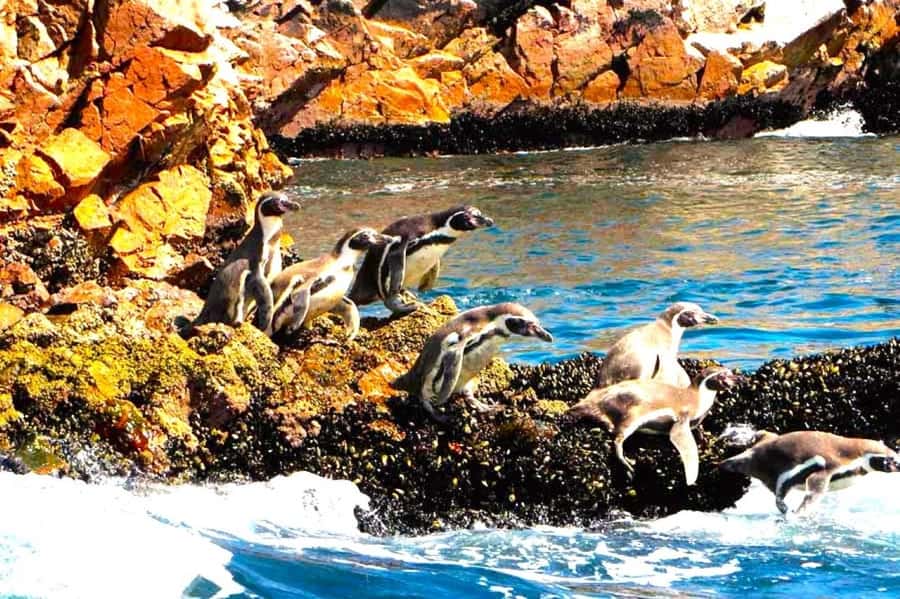 From Lima:Paracas Ballestas Islands and Ica Oasis 1 day Tour - What the $76 price really covers