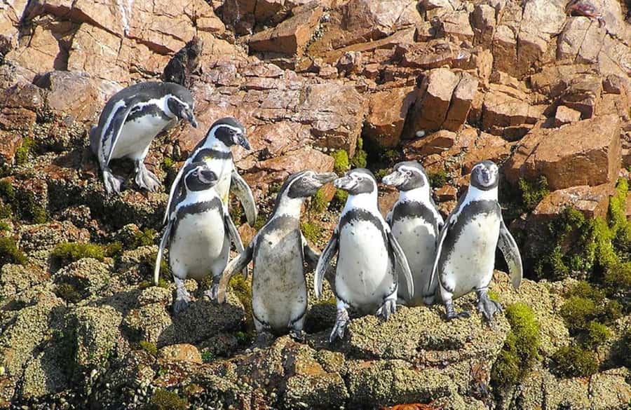 From Lima:Paracas Ballestas Islands and Ica Oasis 1 day Tour - The Ballestas Islands and the morning boat ride