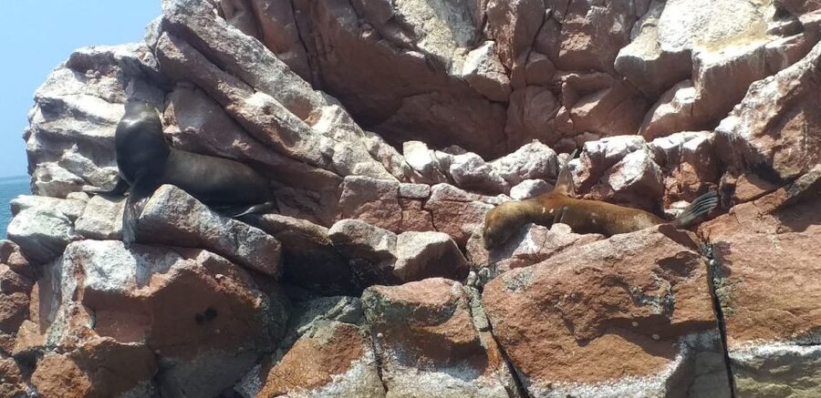 From Paracas: Ballestas Island Cruise & Paracas Reserve Tour - Who will get the most from this six-hour outing