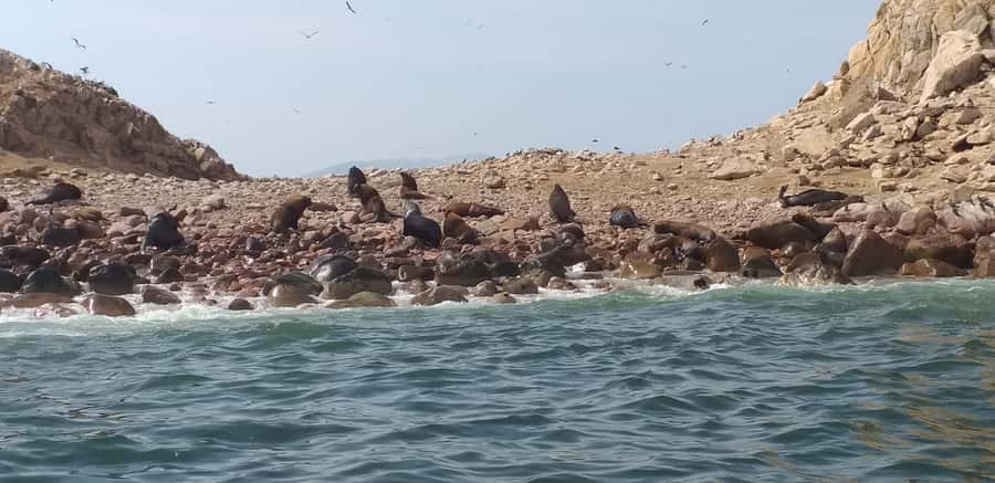 From Paracas: Ballestas Island Cruise & Paracas Reserve Tour - The Candelabro, Paracas Peninsula’s great mystery