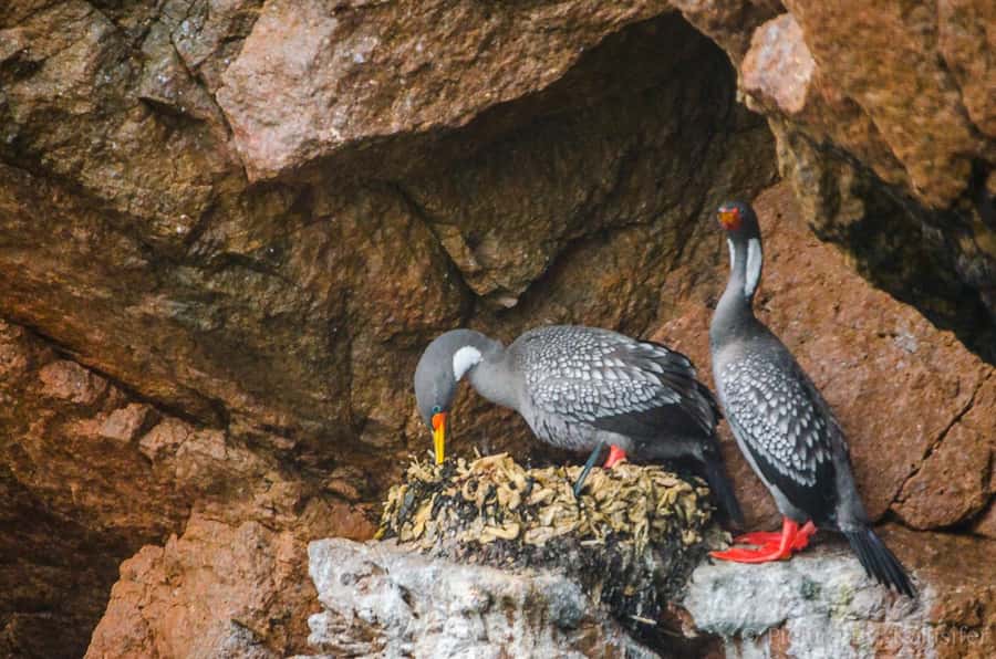 From Paracas: Ballestas Island Cruise & Paracas Reserve Tour - The Cathedral and the force of the coast