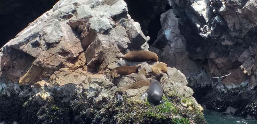 From Paracas: Ballestas Island Cruise & Paracas Reserve Tour - Playa Roja and Lagunillas Beach
