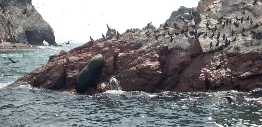 From Paracas: Ballestas Island Cruise & Paracas Reserve Tour - Setting out from Las Adventure Tours