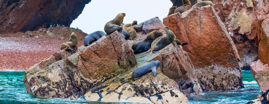 From Paracas: Ballestas Islands and Paracas National Reserve - Why this Paracas combination works
