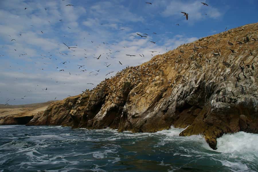 From Paracas: Ballestas Islands & Paracas National Reserve - Why this combined Paracas tour makes sense
