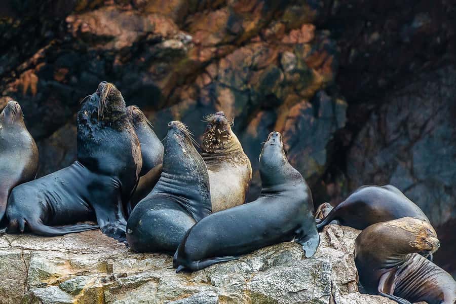 From Paracas: Ballestas Islands & Paracas National Reserve - Ballestas Islands wildlife, from sea lions to penguins