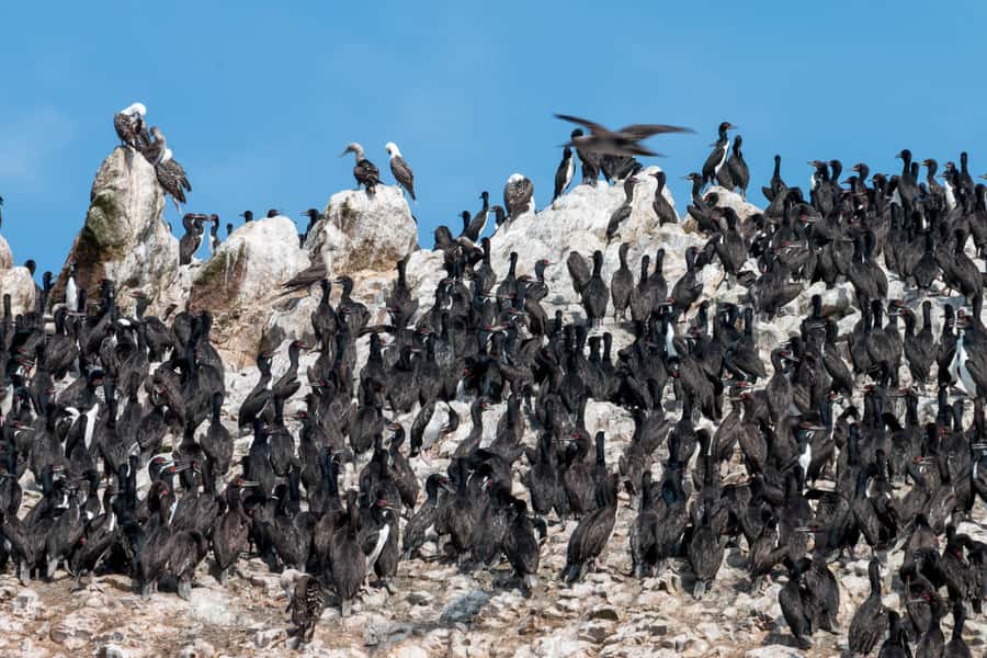 From Paracas: Ballestas Islands tour all Inclusive - Who should book this Paracas boat tour?