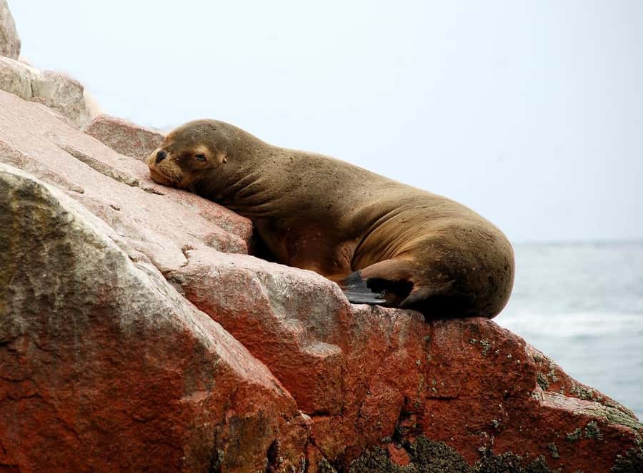 From Paracas: Ballestas Islands tour all Inclusive - Leaving Marina Turística for open water