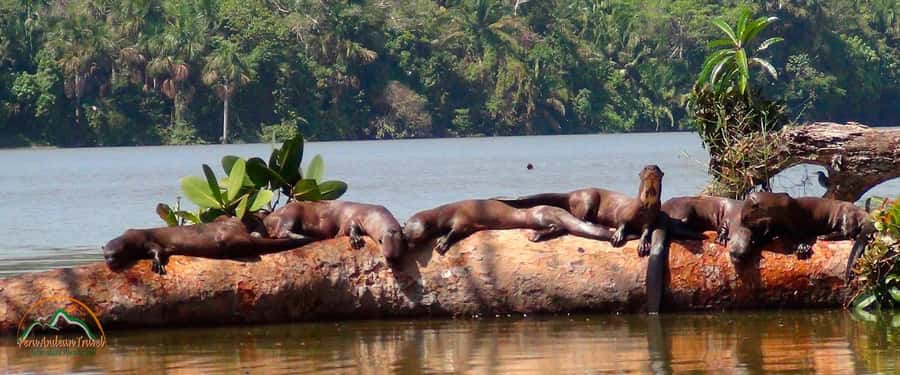 From Puerto Maldonado | Jungle hike + Sandoval Lake | - Leaving Puerto Maldonado at 9:00 a.m.