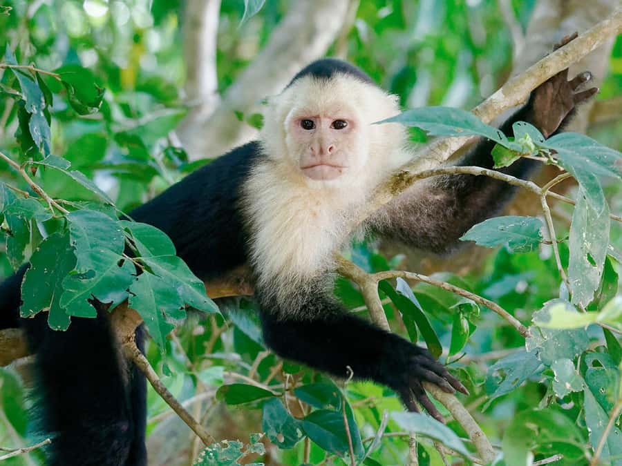From Puerto Maldonado | Jungle hike + Sandoval Lake | - Reaching Sandoval Lake by boat and trail