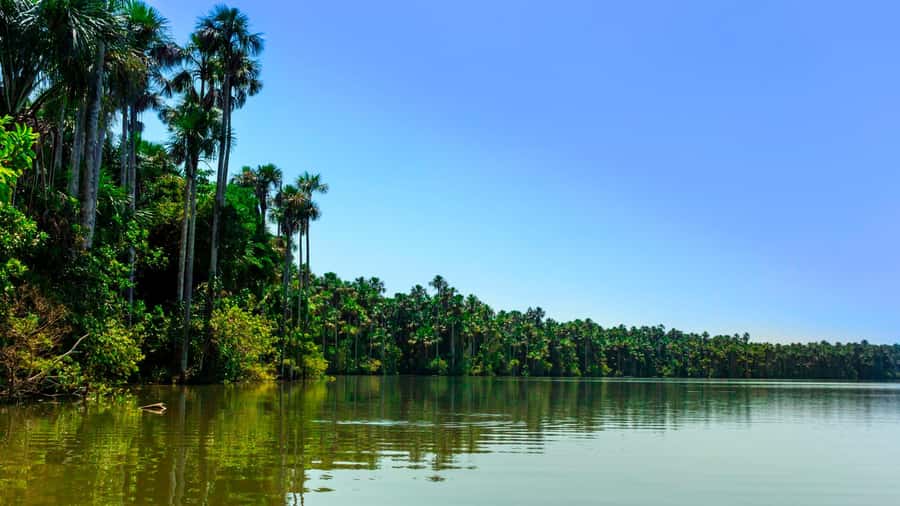 From Puerto Maldonado | Jungle hike + Sandoval Lake | - A three-kilometer walk through Tambopata forest