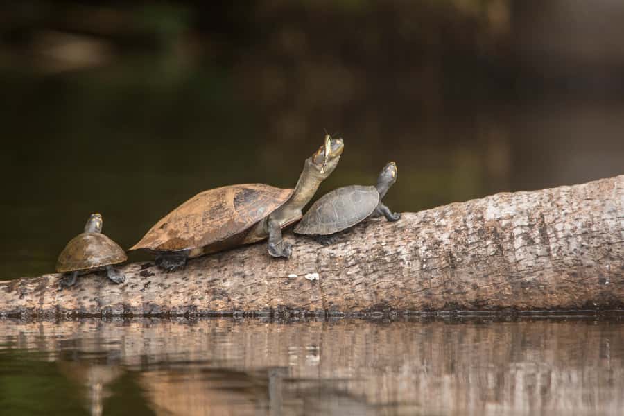 From Puerto Maldonado: Tambopata National Reserve 3-Day Tour - Puerto Maldonado to the lodge by river