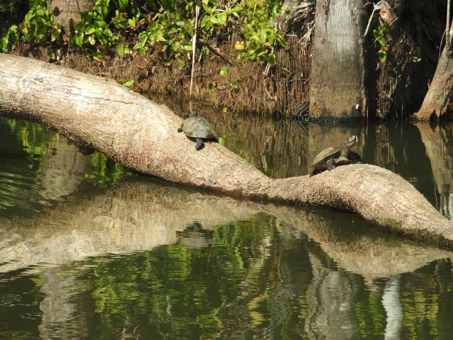 From Puerto Maldonado: Tambopata National Reserve 3-Day Tour - Canopy lookouts, suspension bridges, and the final morning