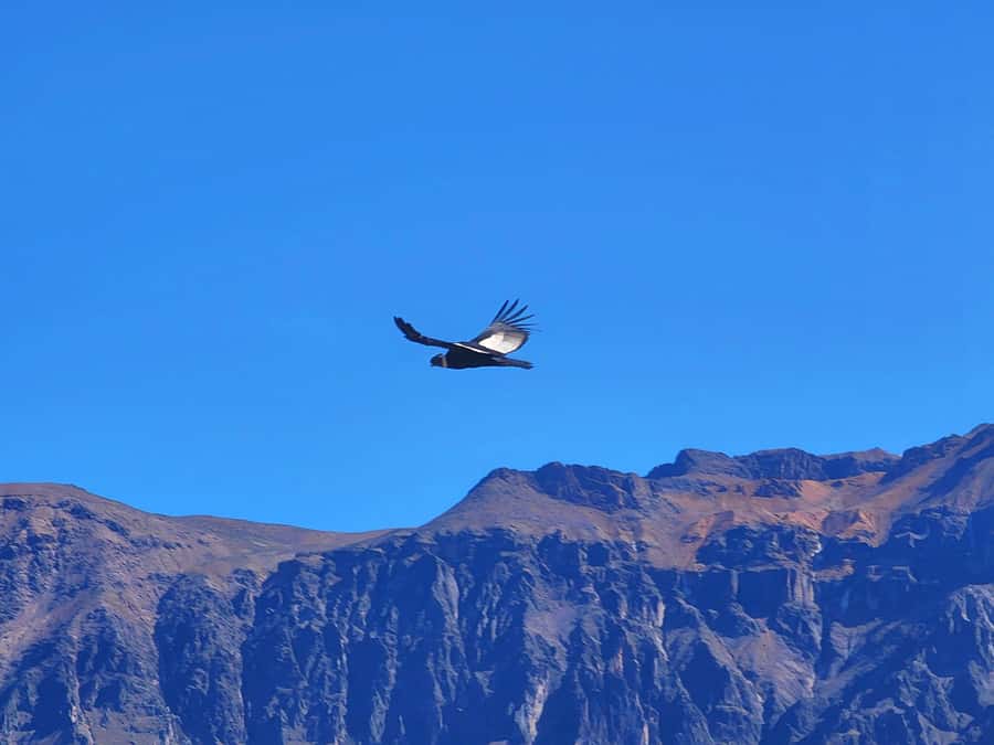 From Puno: 2-Day Tour to Colca Canyon ending in Arequipa - Salinas and Aguada Blanca: animals beside the road