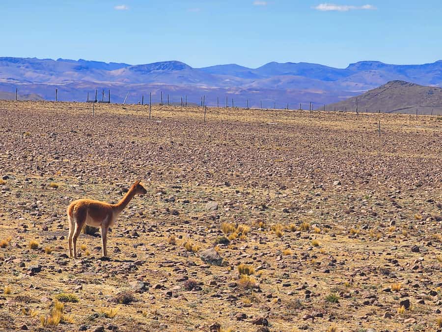 From Puno: 2-Day Tour to Colca Canyon ending in Arequipa - Patapampa at 4,900 meters