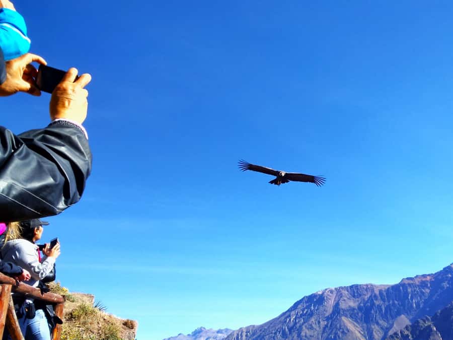 From Puno: 2-Day Tour to Colca Canyon ending in Arequipa - Day 1: Lagunillas and the high road from Puno