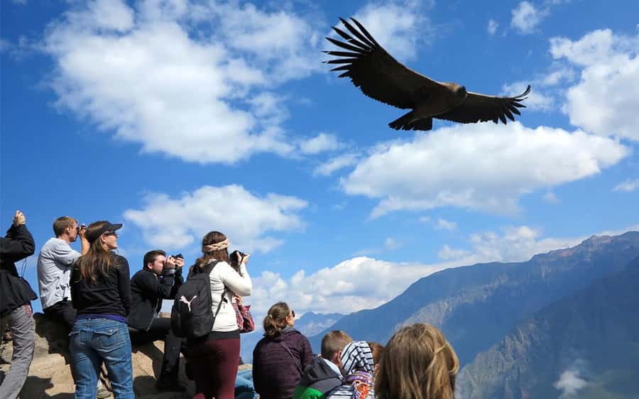 From Puno to Arequipa: 2 Days/1 Night Colca Canyon Tour - Key points before you book